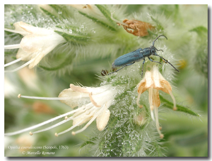 Galleria di....Cerambycidae